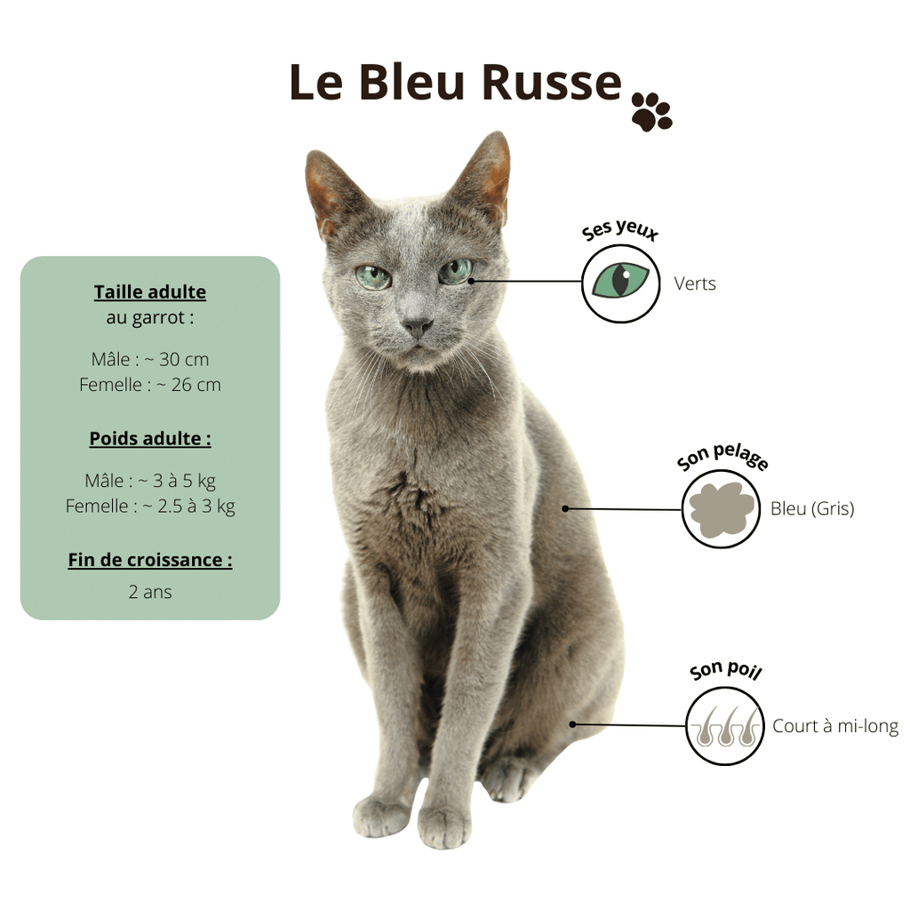 chat-bleu-russe-alimentation-croquettes