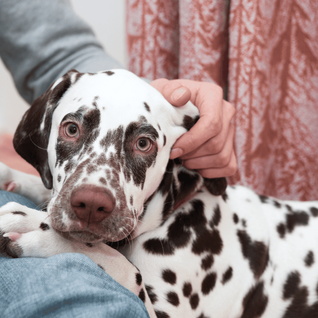 Dalmatien-alimentation-croquettes