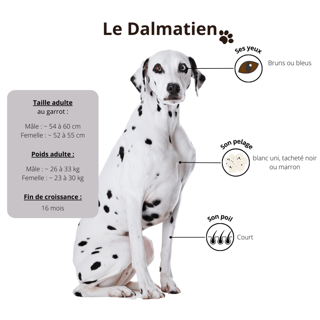 dalmatien-origines-poids-taille-croissance-croquettes