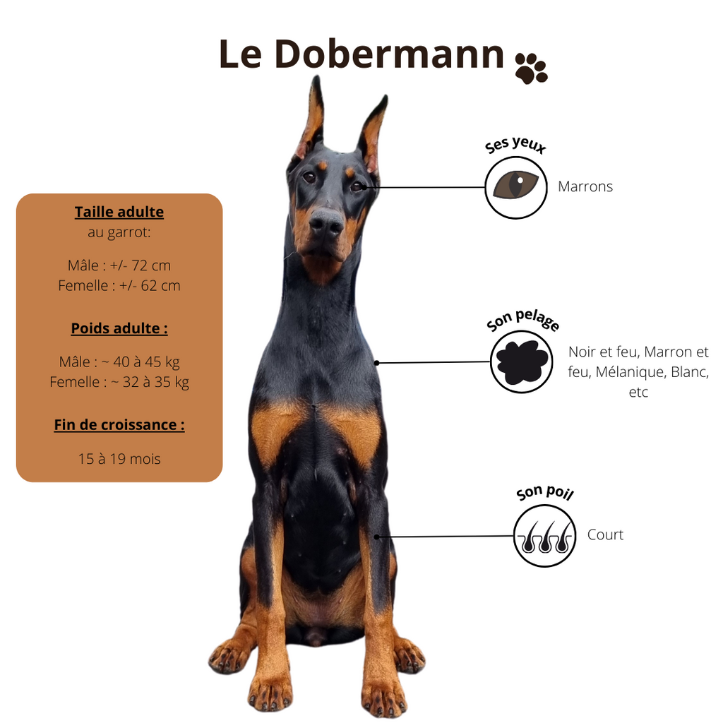 Dobermann-Origines-chien-croquettes-sans-céréales