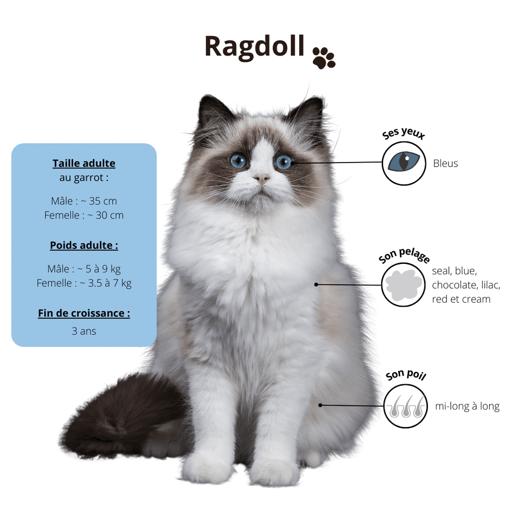 ragdoll-chat-alimentation-croissance