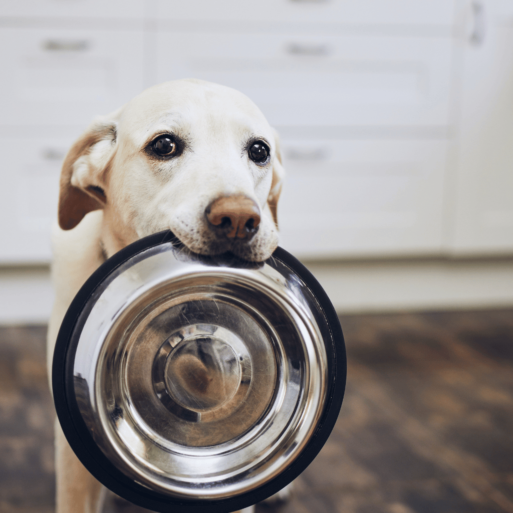 croquettes-chiens-sans-céréales