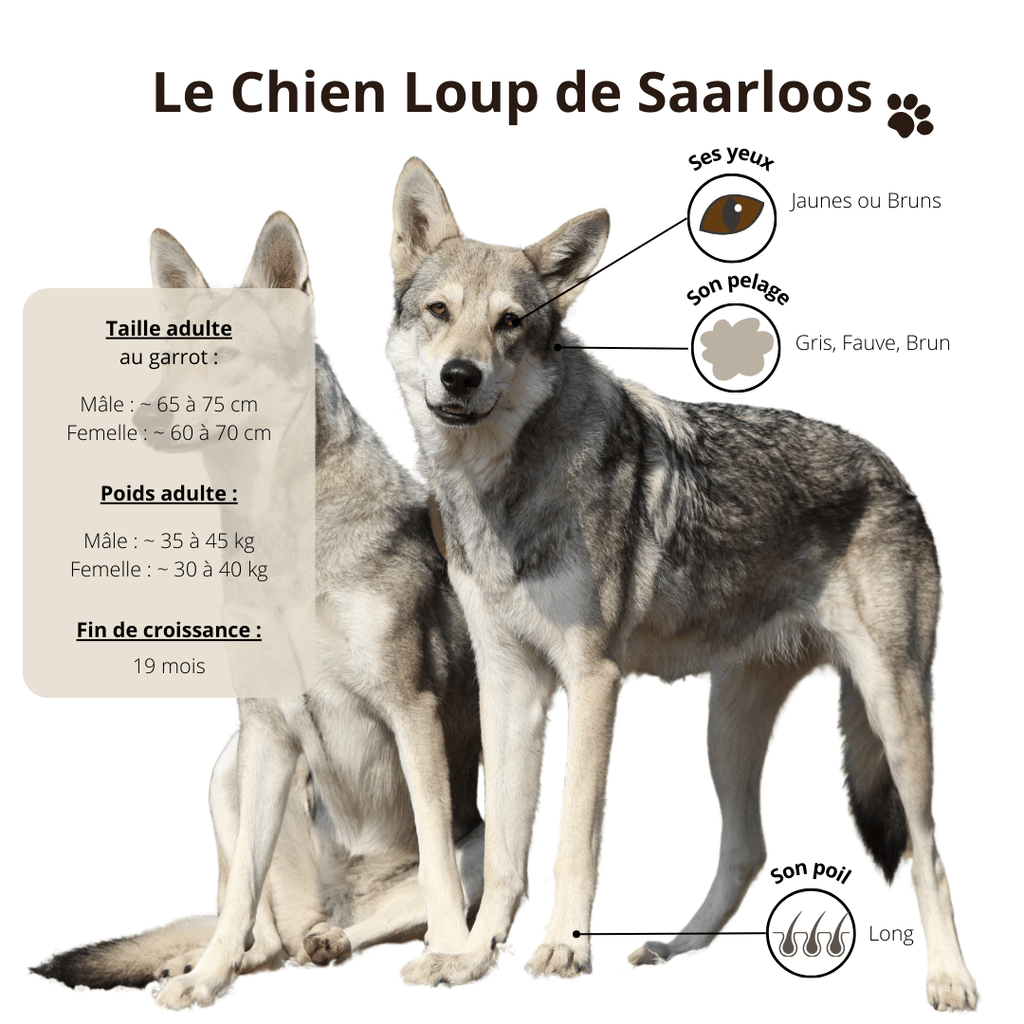 Chien-loup-Saarloos-poids-taille-croissance-alimentation