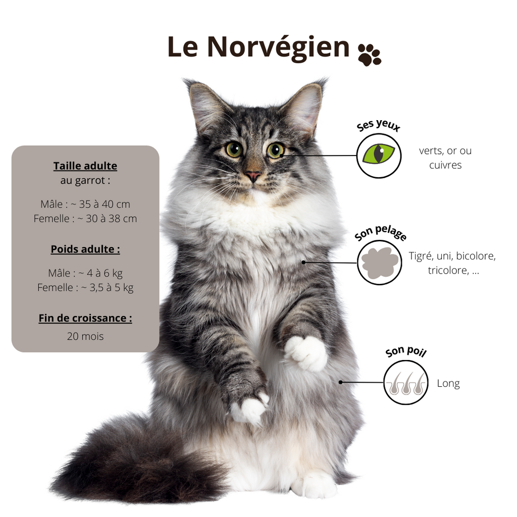 chat-Norvégien-poids-taille