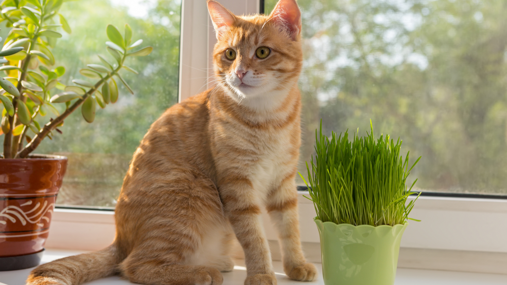 Boule d'herbe pour chat d'appartement