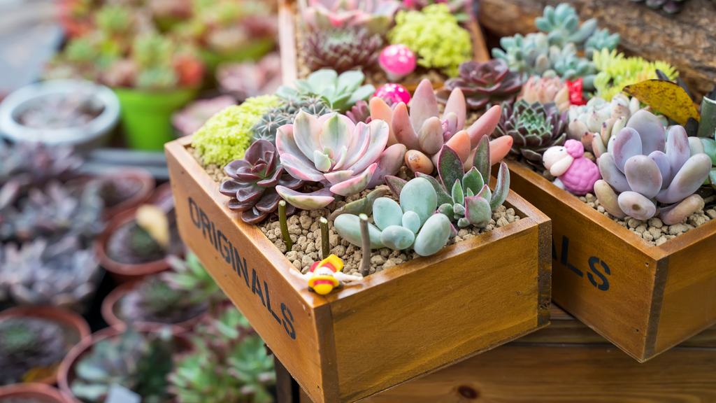 Ces plantes sont idéales (ou dangereuses) quand on possède un chat - Elle  Décoration