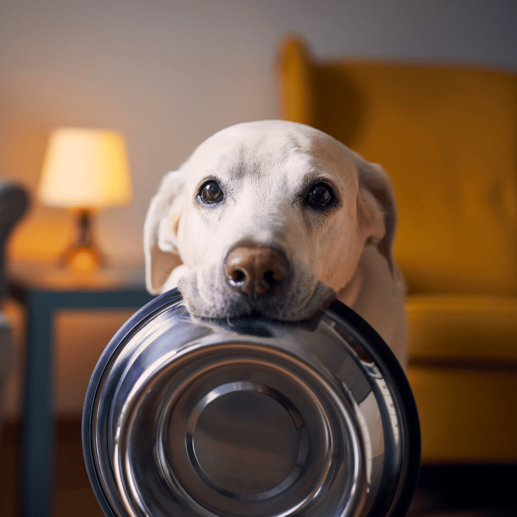 bettrave-alimentation-chien-ration-ménagère