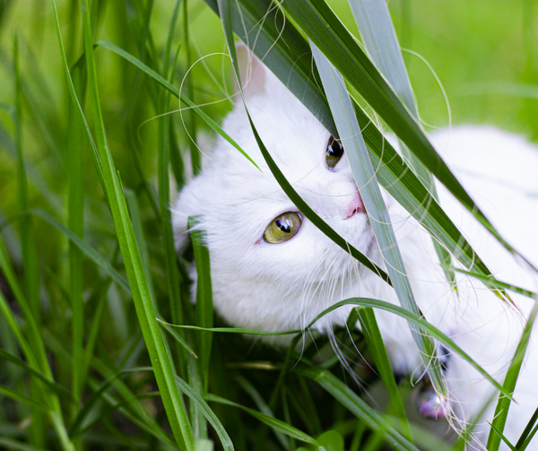 chat-blanc-caractere-personnalite