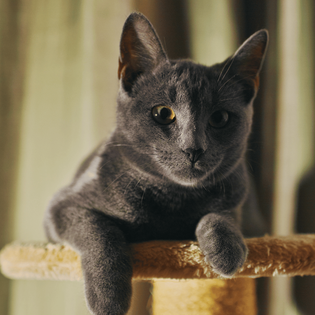 chat-bleu-russe-croquettes-sans-céréales-alimentation