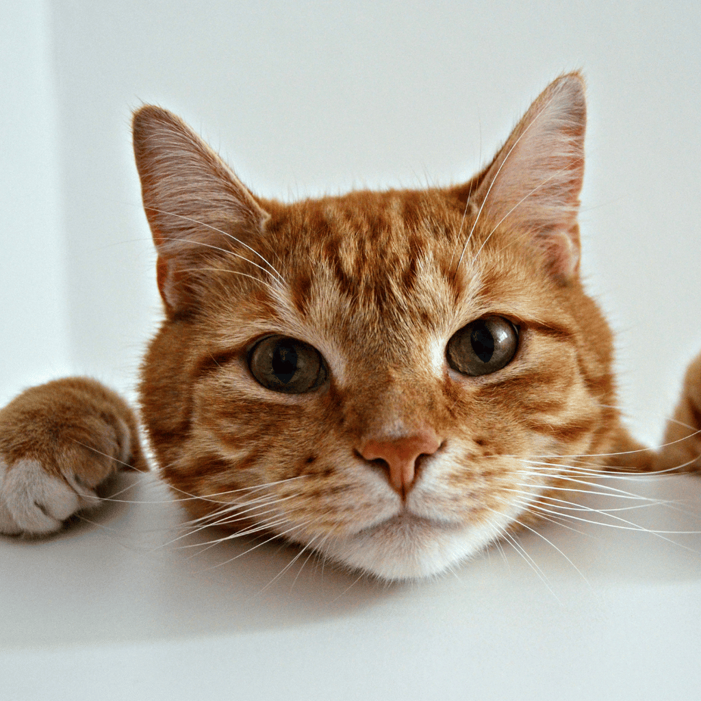 chat-chien-alimentation-clémentine