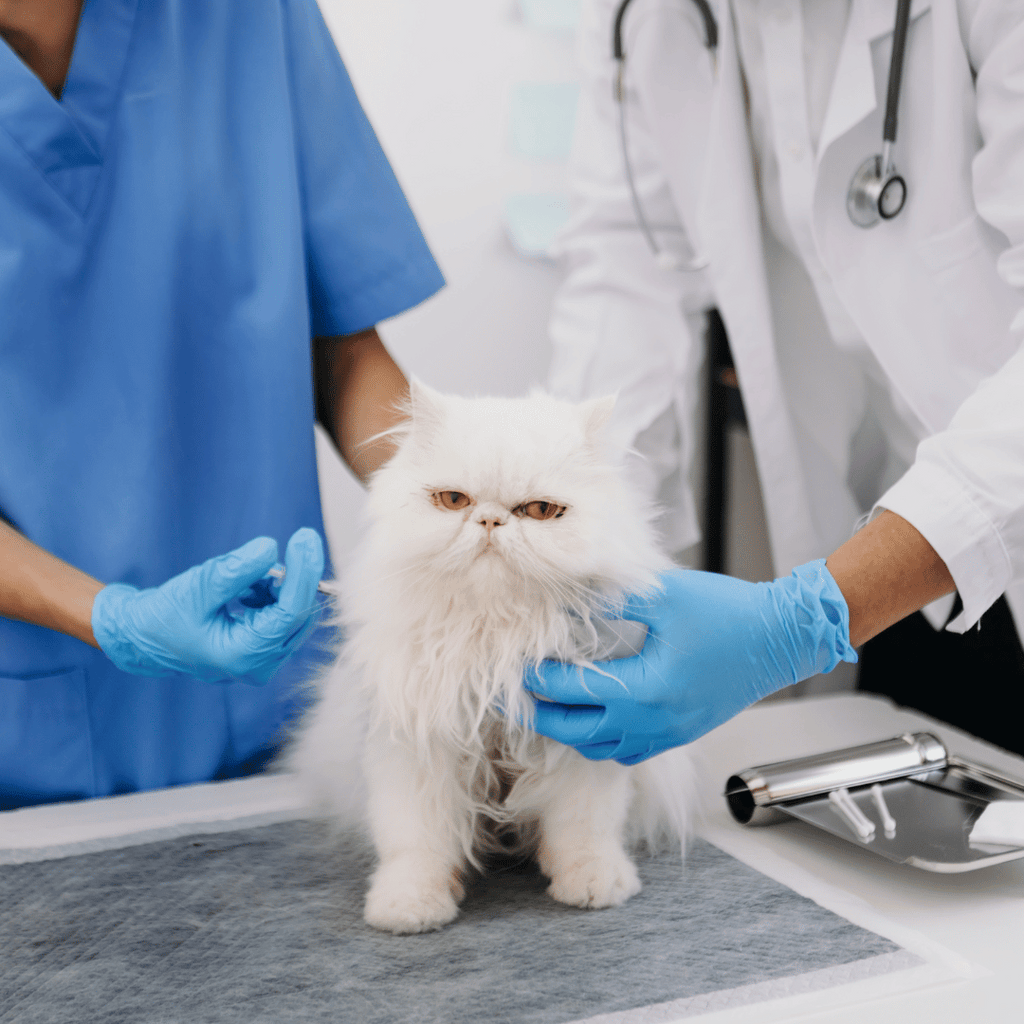 chat-alimentation-vétérinaire-problème-de-peau