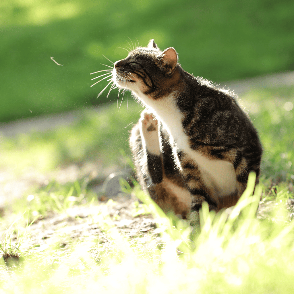 chat-démangeaison-acné-alimentation-croquettes