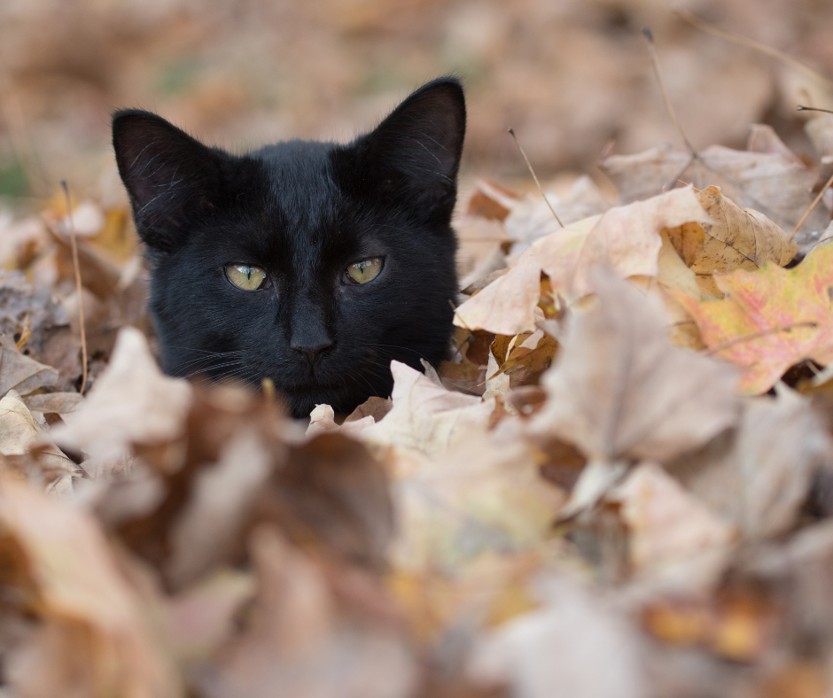 chat-noir-malchance-folklore