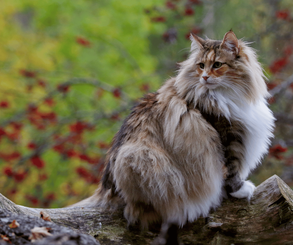 chat-norvégien-brossage-pelage