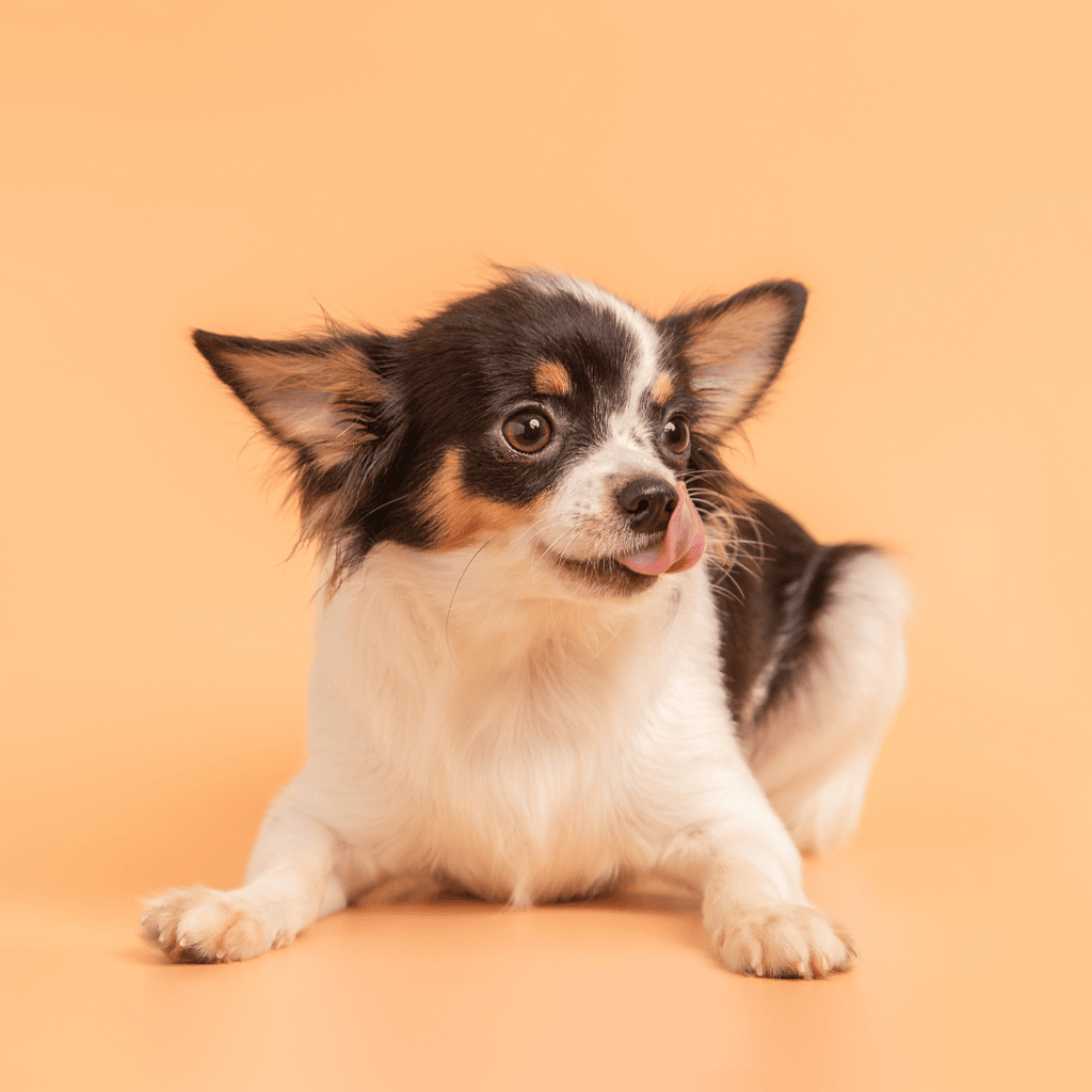 chien-chiot-croquettes-sans-céréales