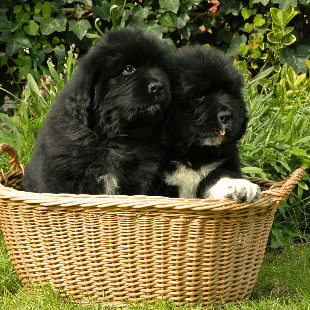 chiot-terre-neuve-alimenation-croquettes