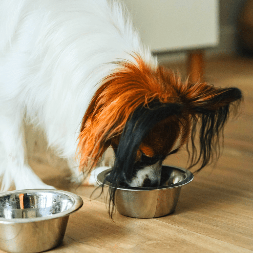 croquettes-cuisson-basse-température-sans-céréales