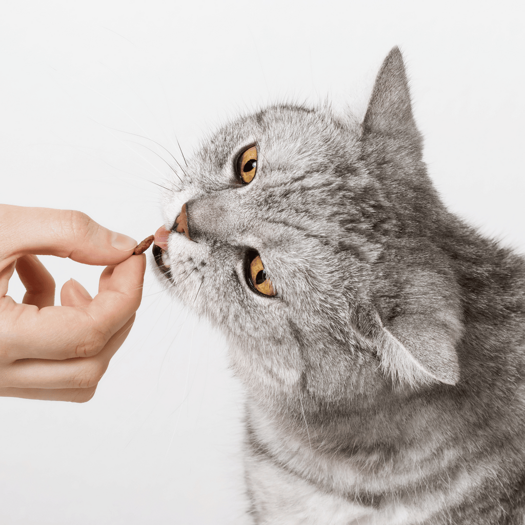 croquettes-chat-sans-céréales-saumon-poissons