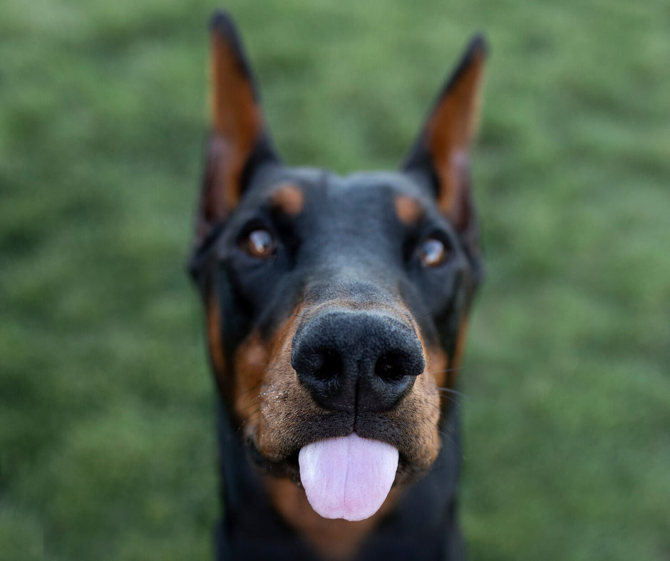 dobermann-originie-caractère-race