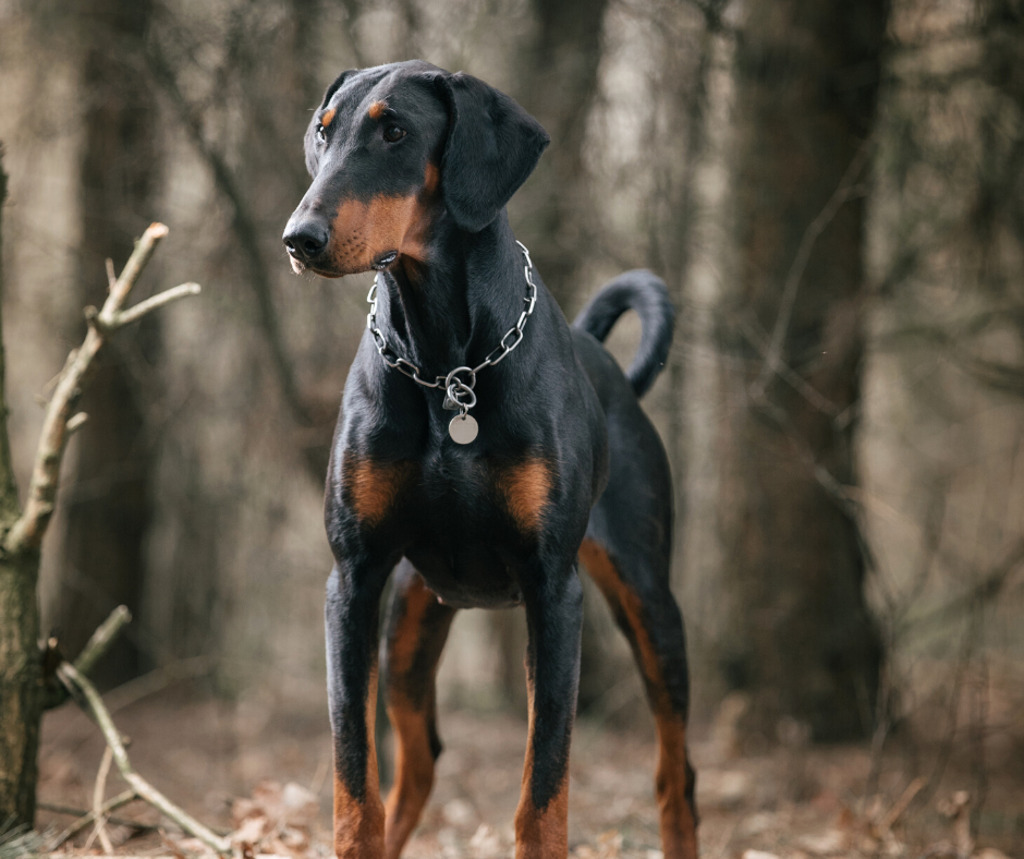 dobermann-oreilles-longues