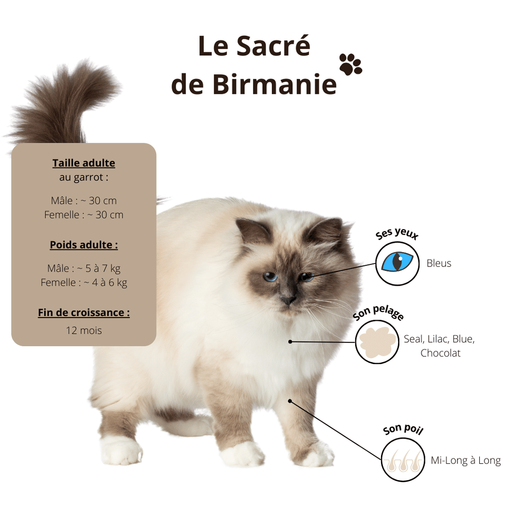 Sacré de Birmanie alimentation croquettes chat