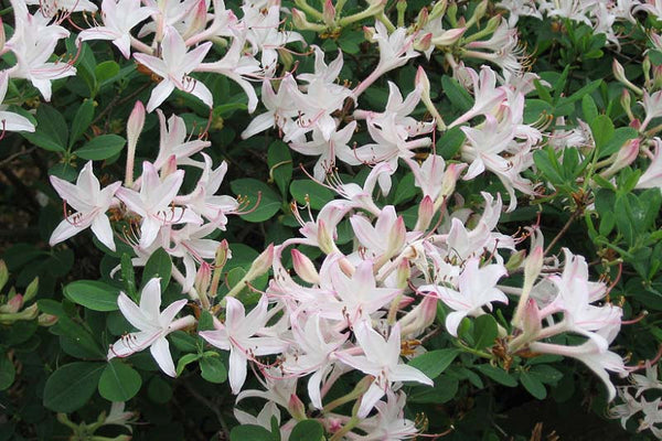 Azalea, Coastal (Rhododendron atlanticum) – Field to Cottage Nursery