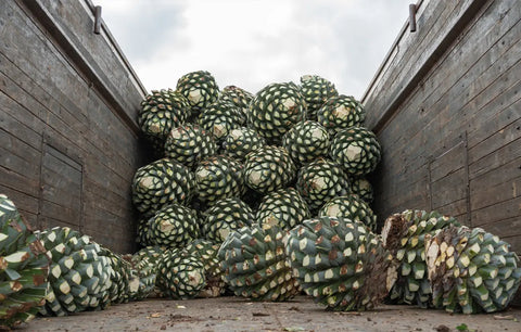 Mezcal Aging and Resting