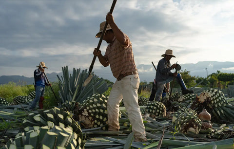 Agave Plant