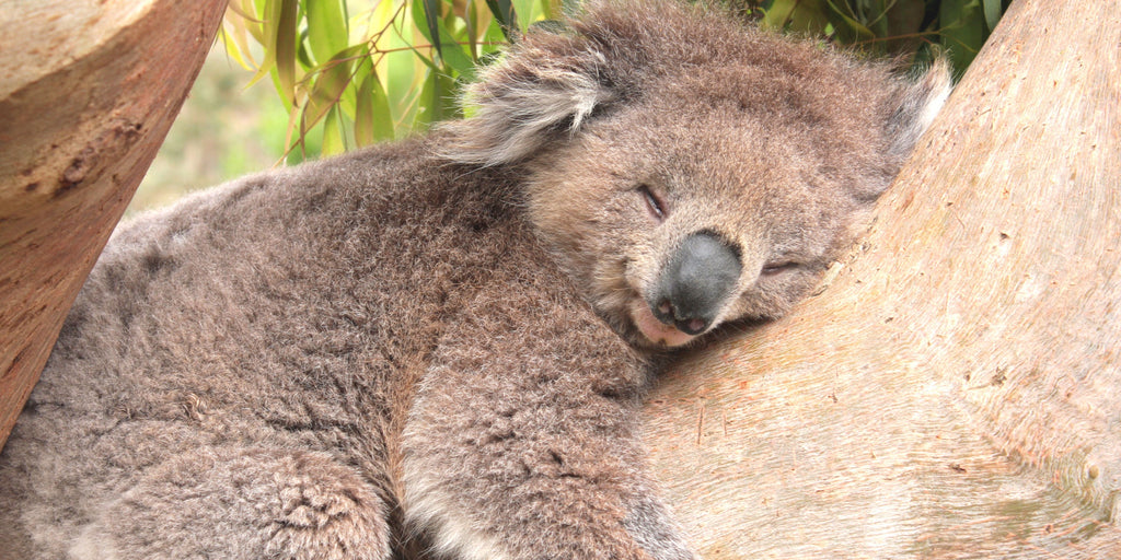 Koala Sleeping