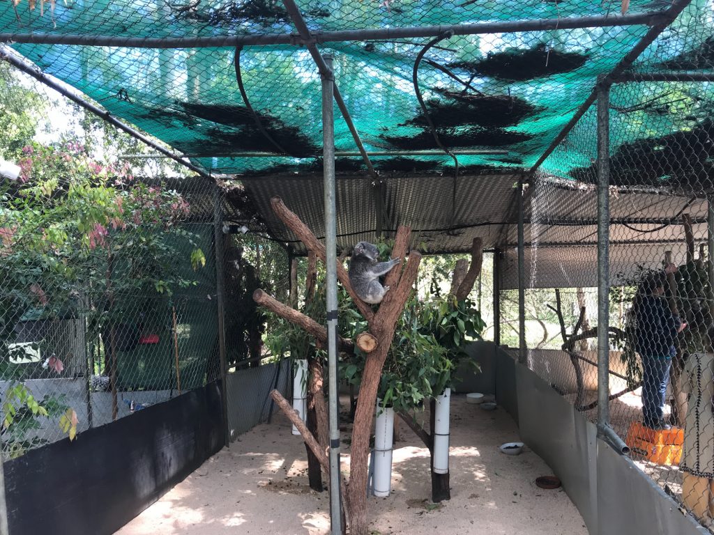 Rescued Koala in its Enclosure