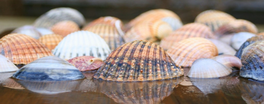 Coller des coquillages sur du verre