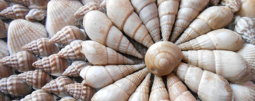 Coller des coquillages sur un mûr