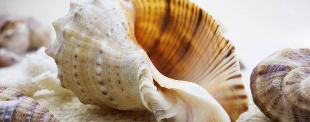 Coquillage de la mer