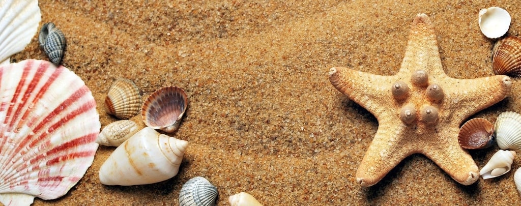 Différent coquillage de plage