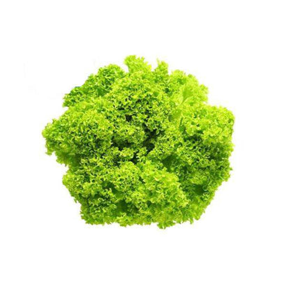 Lettuce Lollo Bionda image 1