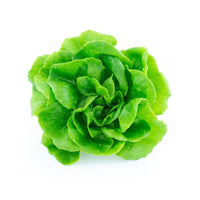 Lettuce Boston Butterhead