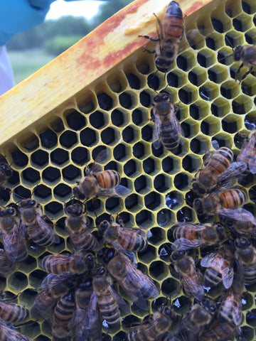 Beeswax: Building Comb