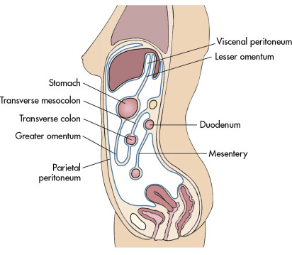 BurnUp Belly Shaping Patches 