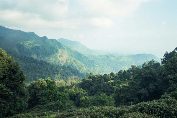 Photo: Luxmi’s Makaibari Tea Estate