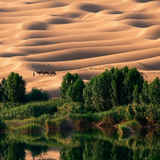 liwa oasis