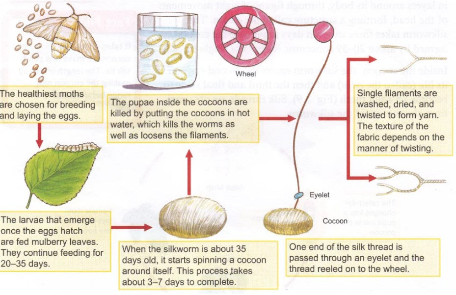 silk-making process