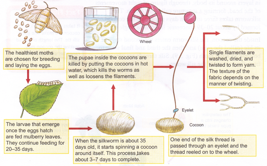 The Mulberry Silk Production Process