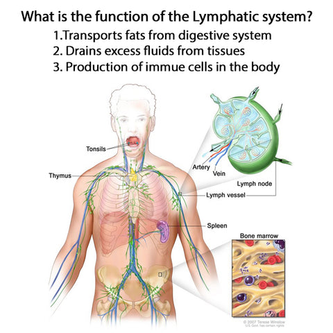 lymph 3acd583e 0805 4915 b306