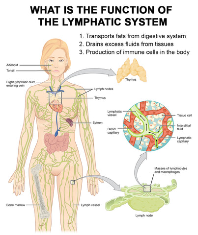 PlumpPerkie LymphDetox Patch 