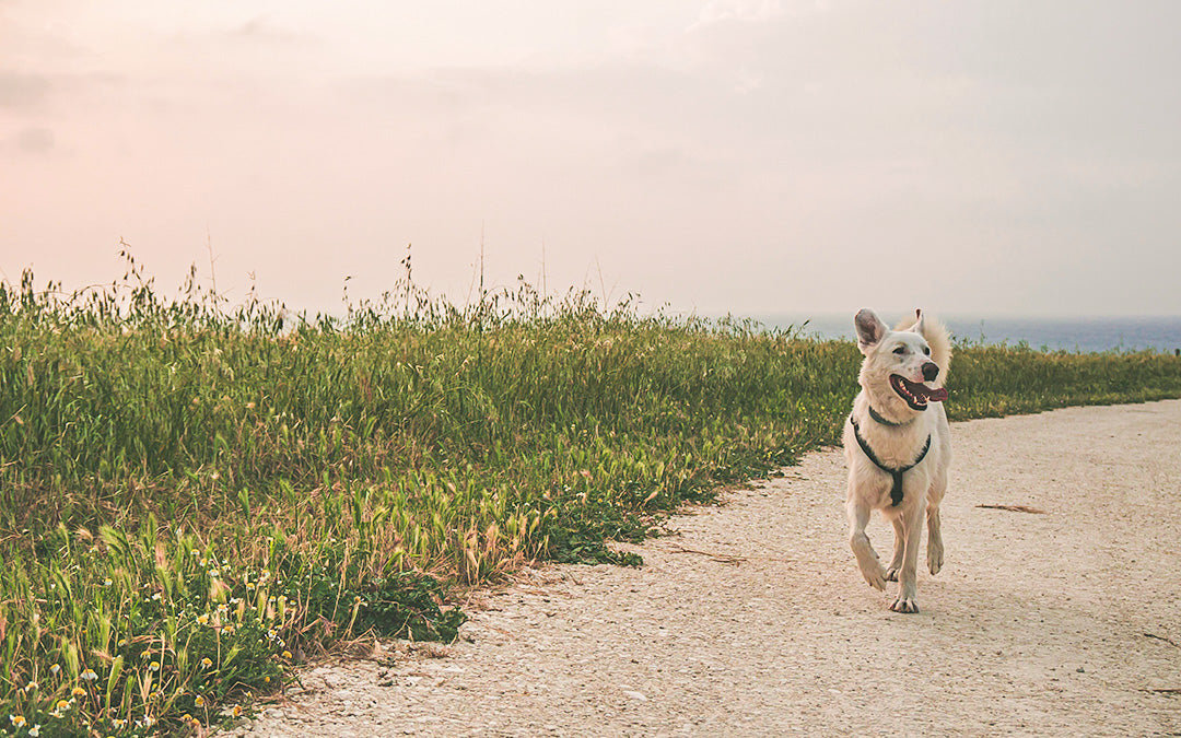 is tripe good for your dog