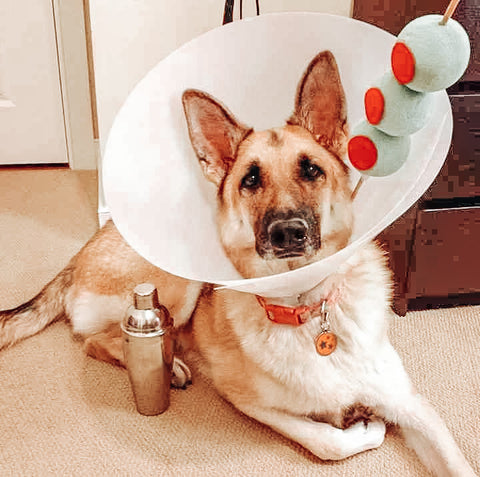 Dog in martini costume 
