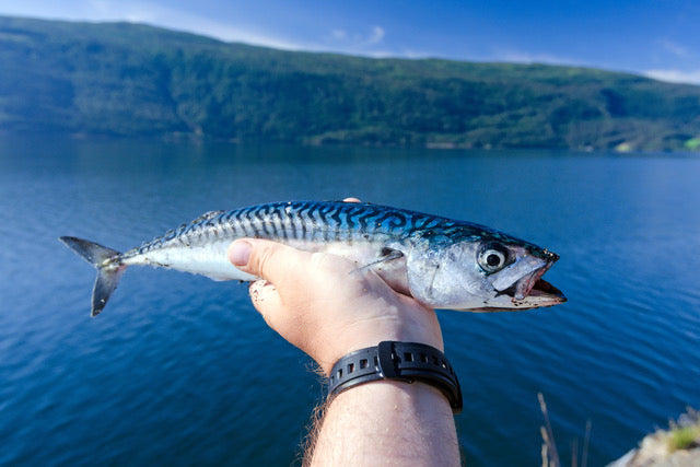 When Is Mackerel Fishing Season UK