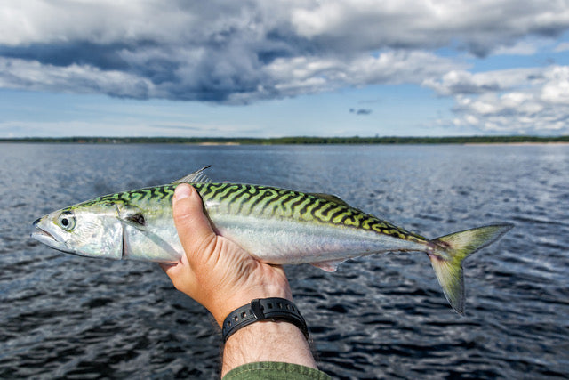 When Is Mackerel Fishing Season UK