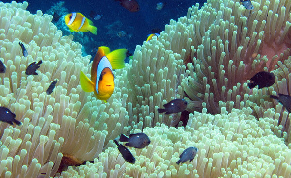 Ashes Into Coral Reef | Sea Burial | Oneworld Memorials