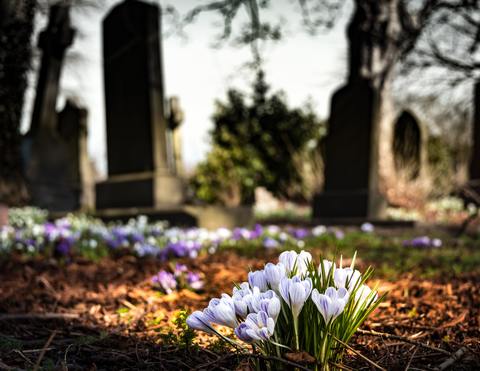 Cluster of white flowers growing from the ground in an old cemetery.